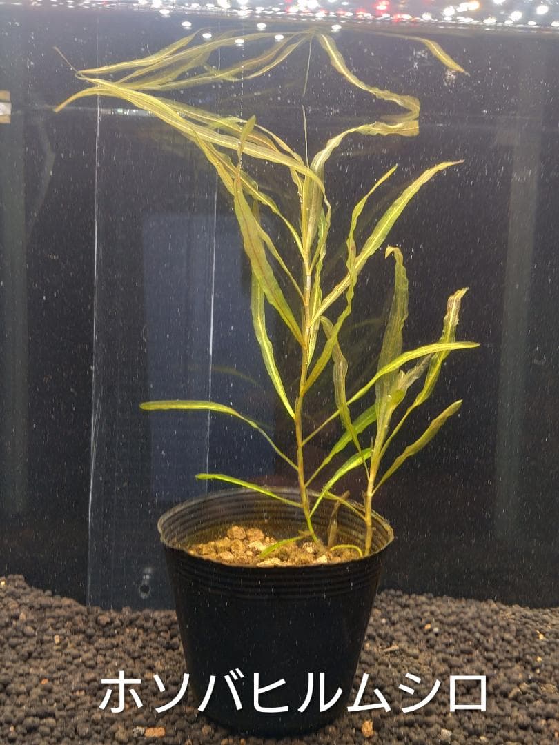 ホソバヒルムシロ （中株）