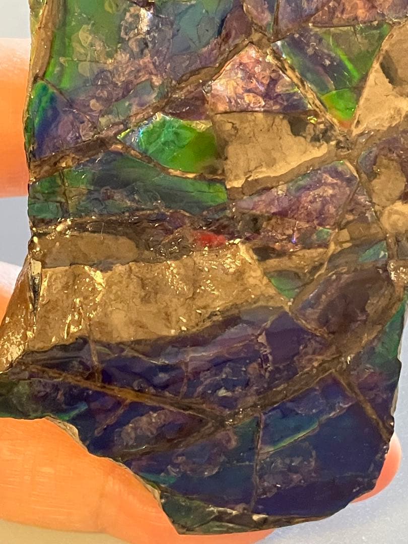 化石　原石　アンモライト　アンモナイト　幅7.7cm カナダ産　箱付き