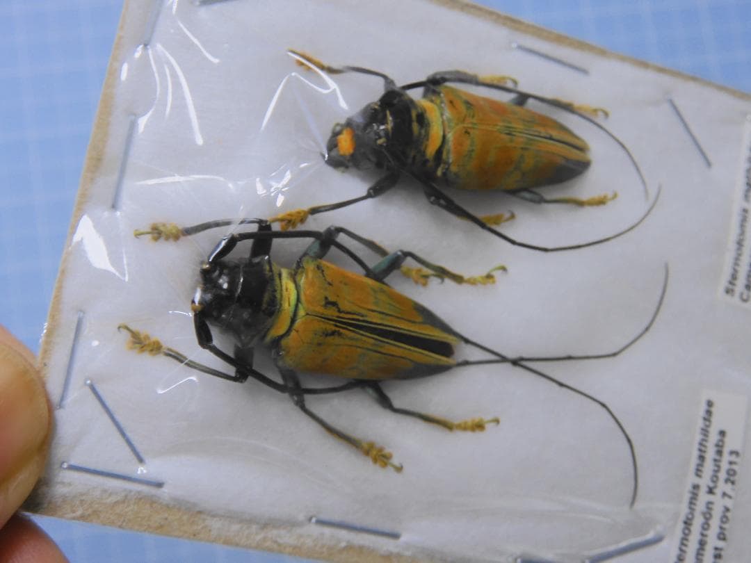 標本 Sternotomis mathildae 26mm 28mm