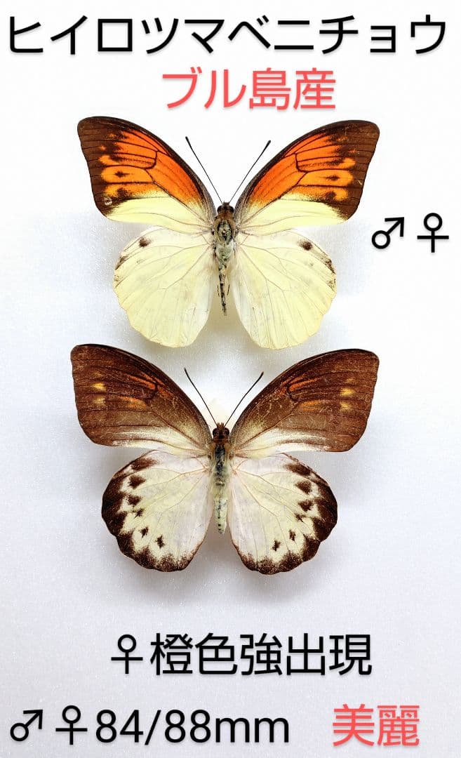 ヒイロツマベニチョウ♂♀ 標本★ブル島産★84/88mm美麗標本 ♀橙色強出現型