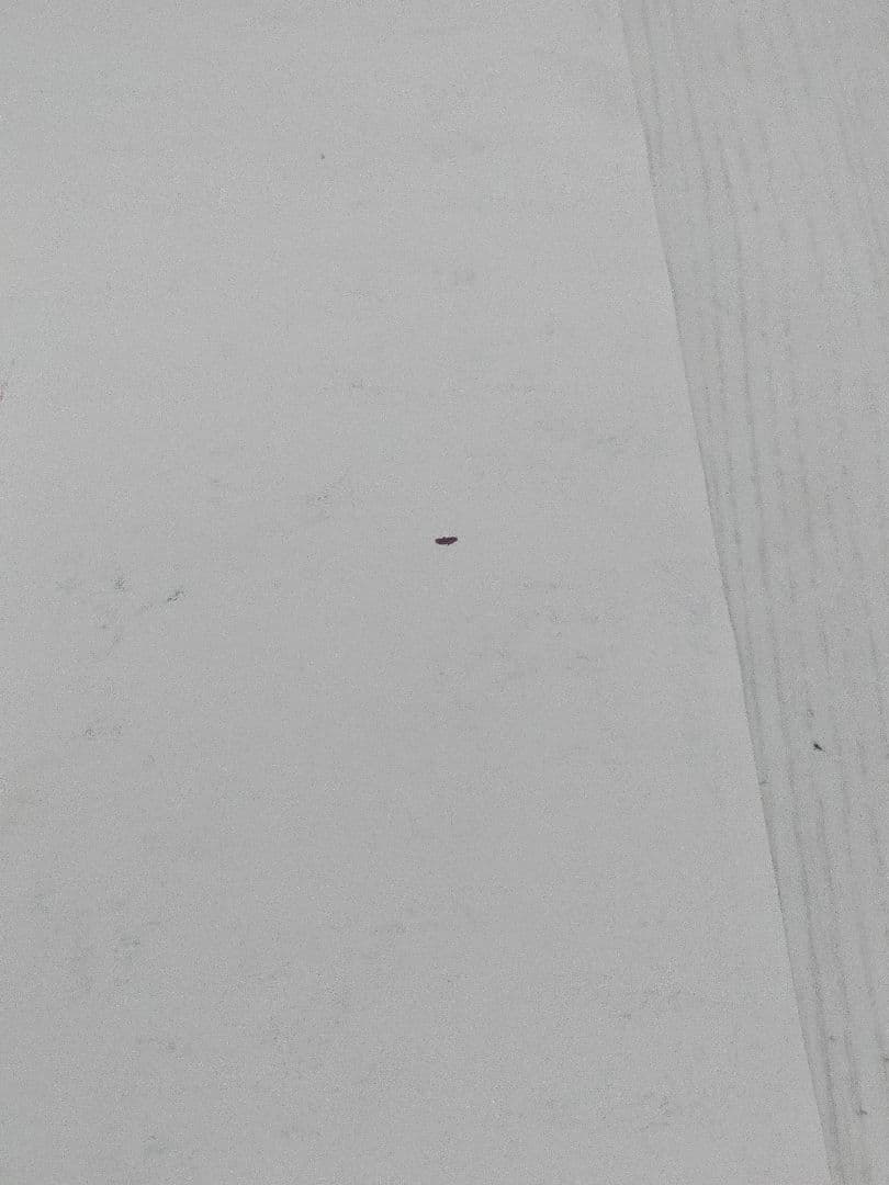 TOOL GREEN JELLO サイン入り ポスター 1991トゥール