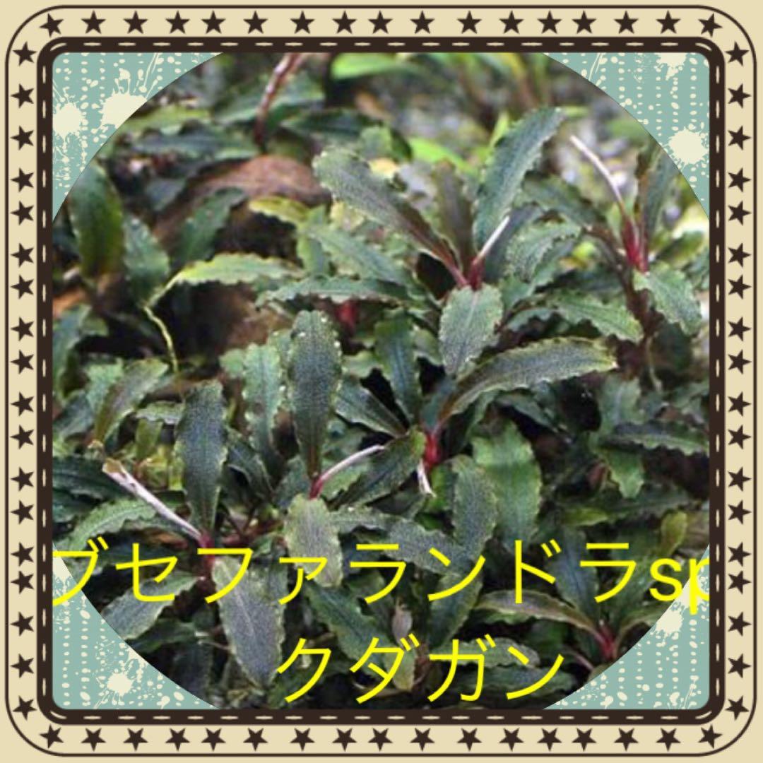 ブセファランドラsp クダガン 大量10株❗️
