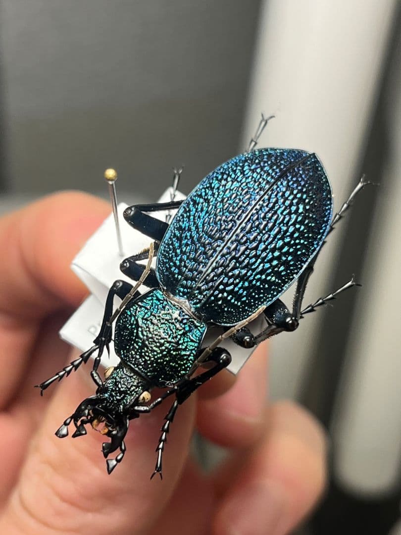 【41mm】イボハダオサムシ 標本イカブリ ハンミョウ アイヌキンオサムシ