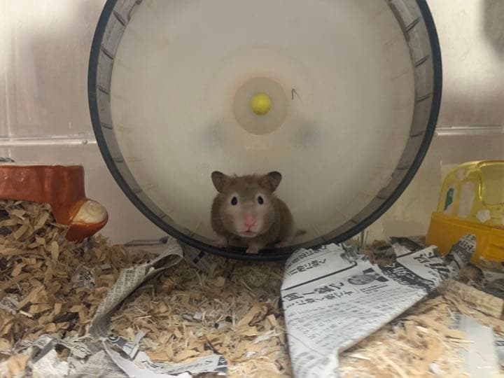 セット売りです。