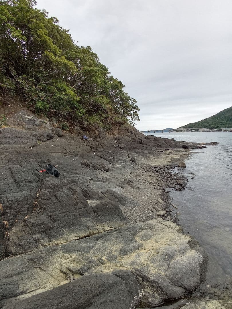 九州産　アンモナイト　プロテキサナイテス　超特大　希少　博物館展示級