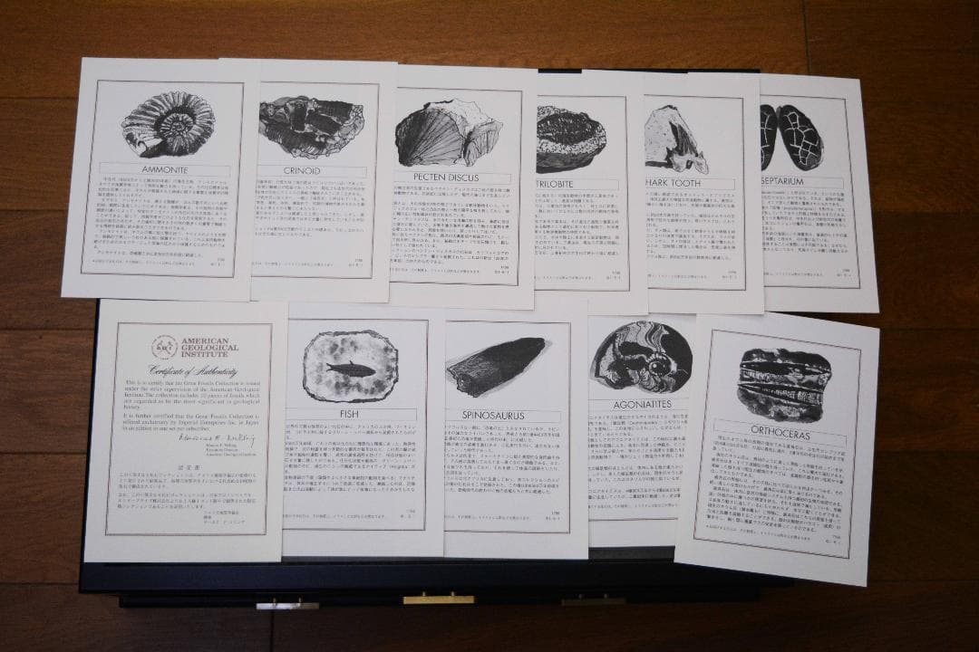 大型化石 10点 (大型ガラスケース・認定証付き)