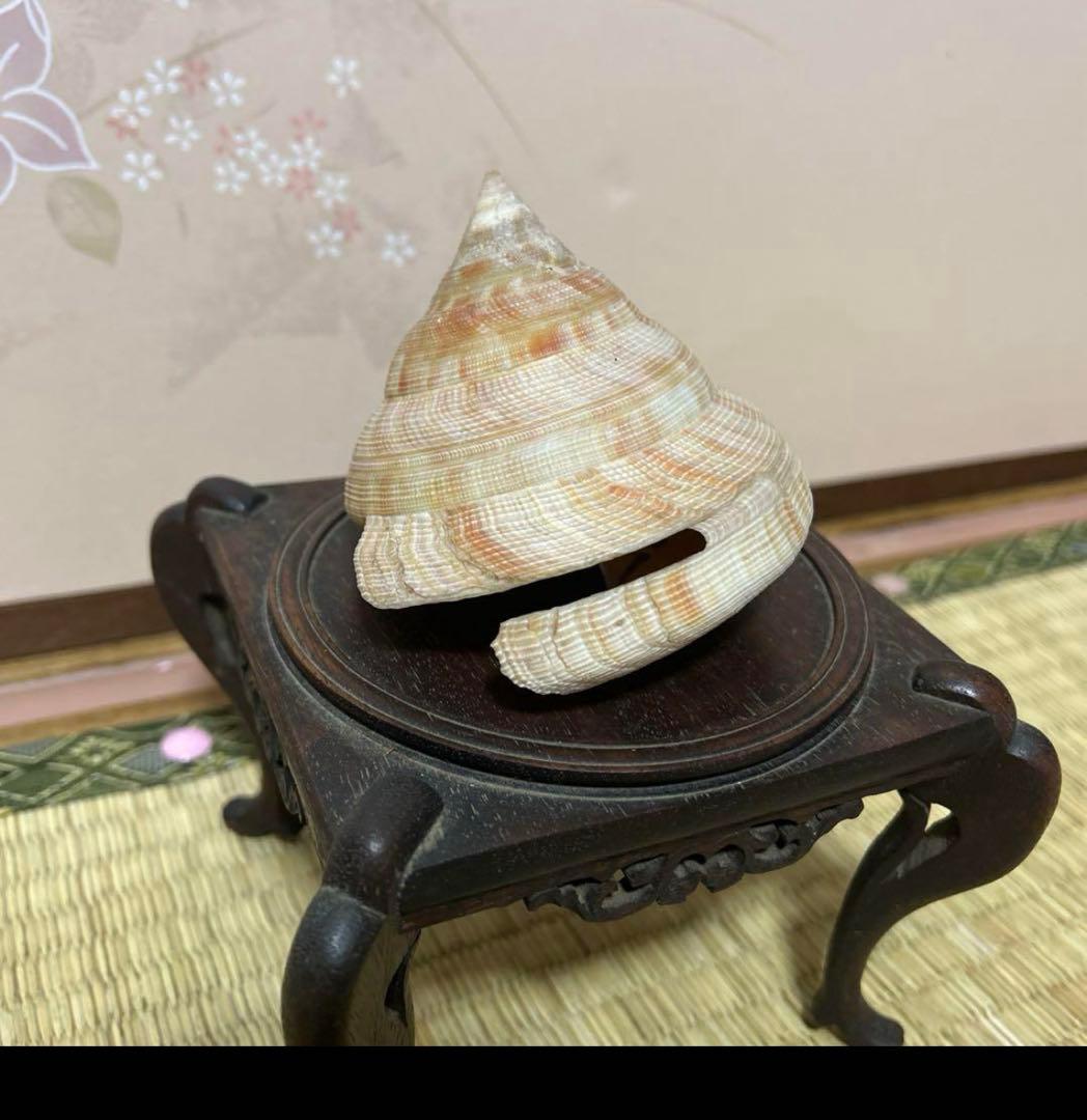 オキナエビス貝