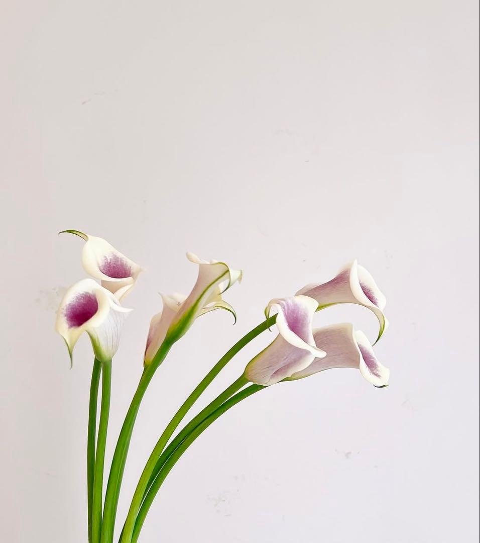 おまとめ専用品　ハイドロコンプレックス　ハリデイリークリーム