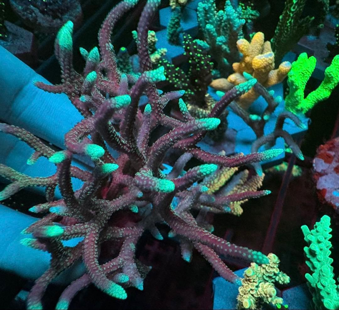 SPS 7種類 サンゴ