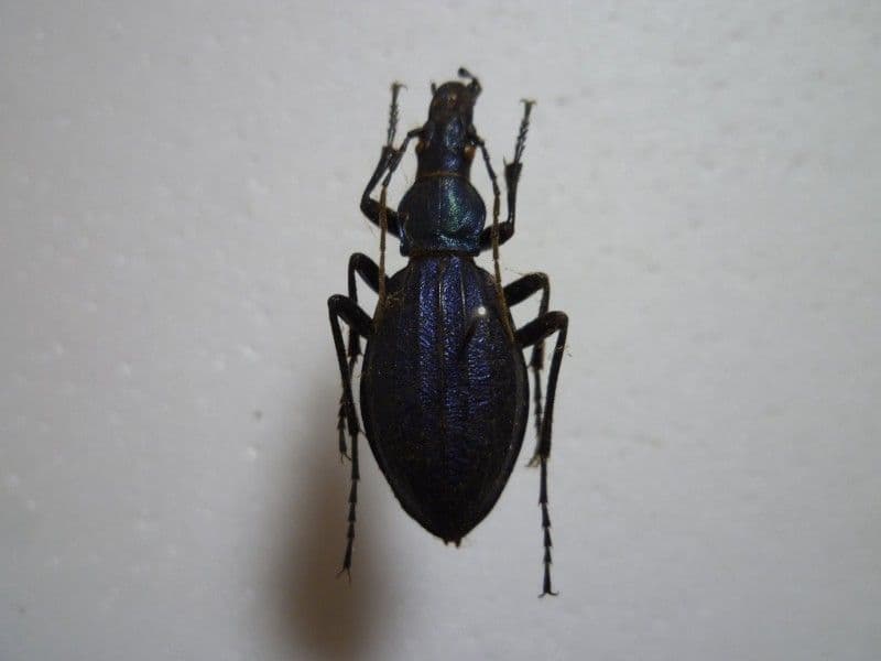 オシマルリオサムシ♀/D.munakatai/北海道.ニセコ産/35.9mm