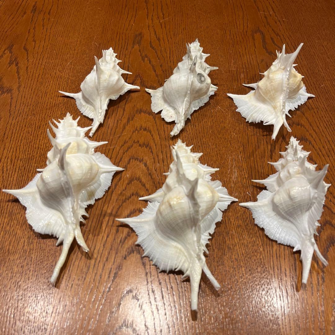 下*田様 【最終在庫】　美品　東シナ海産　蓋付き　ガンセキバショウ　6点セット