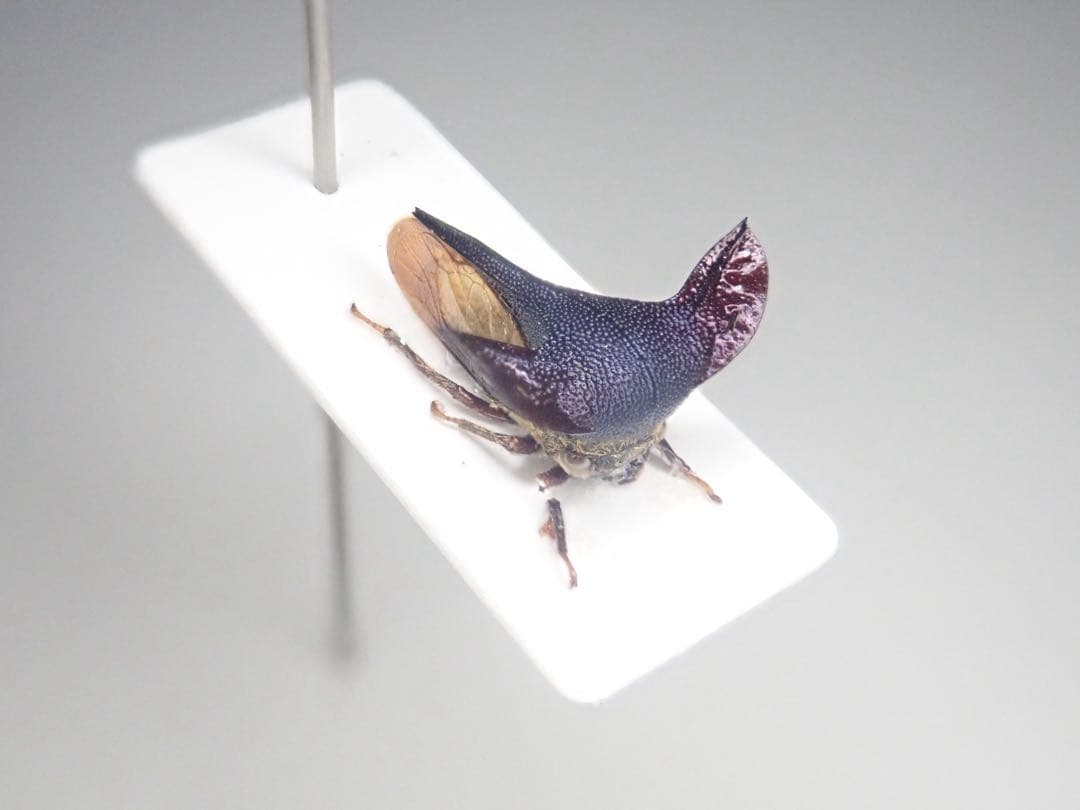 ツノゼミ　セット