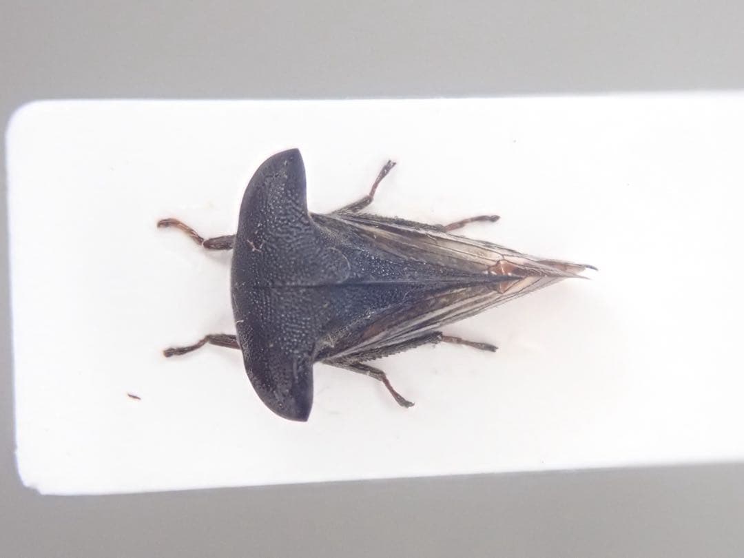 ツノゼミ　セット