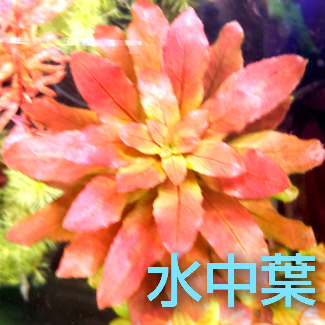 ３本 ロタラ ボッシー♪ 無農薬 水中葉 sp.