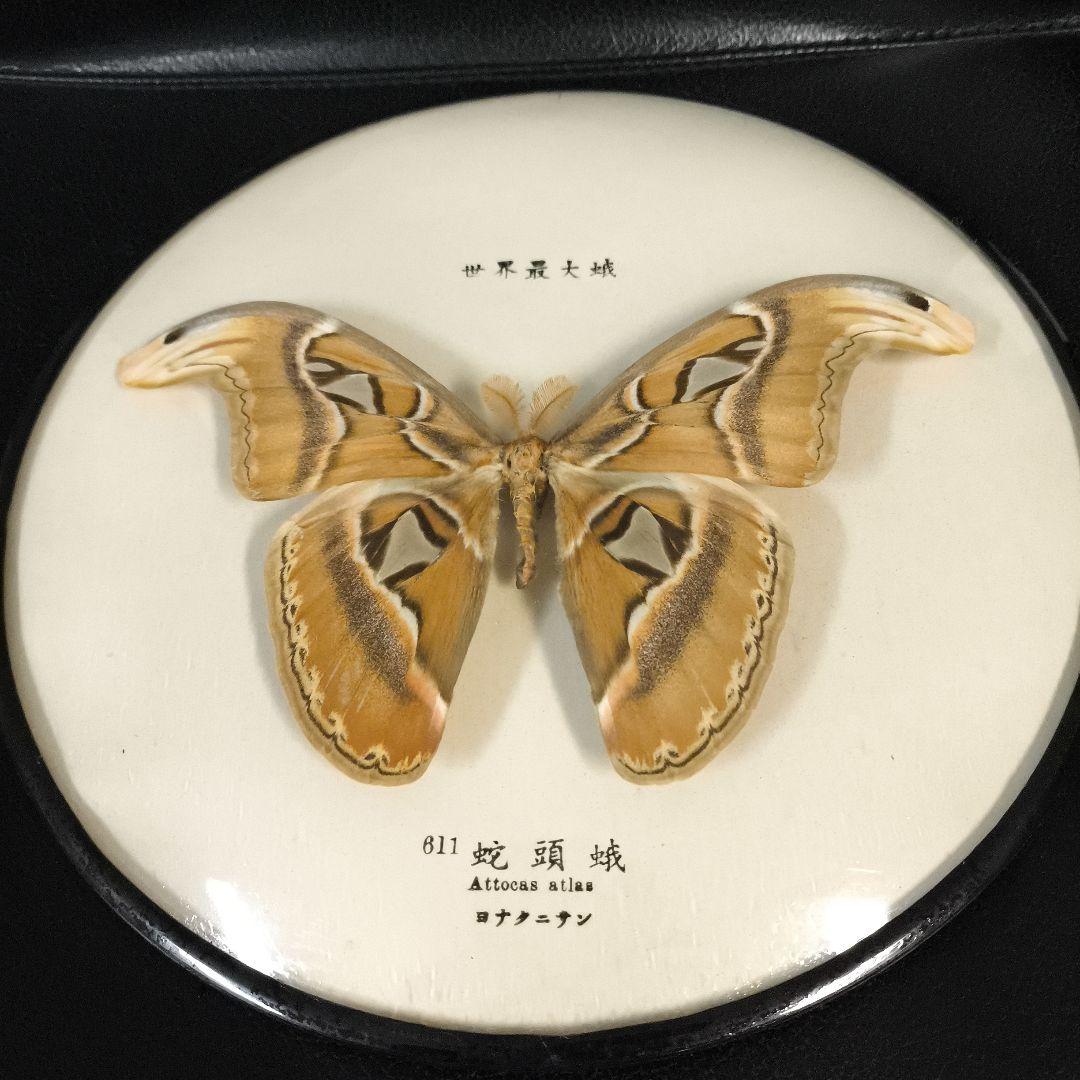 珍品★アトラスオオカバマダラ＜ヨナグニサン＞ 標本 611★他6種類