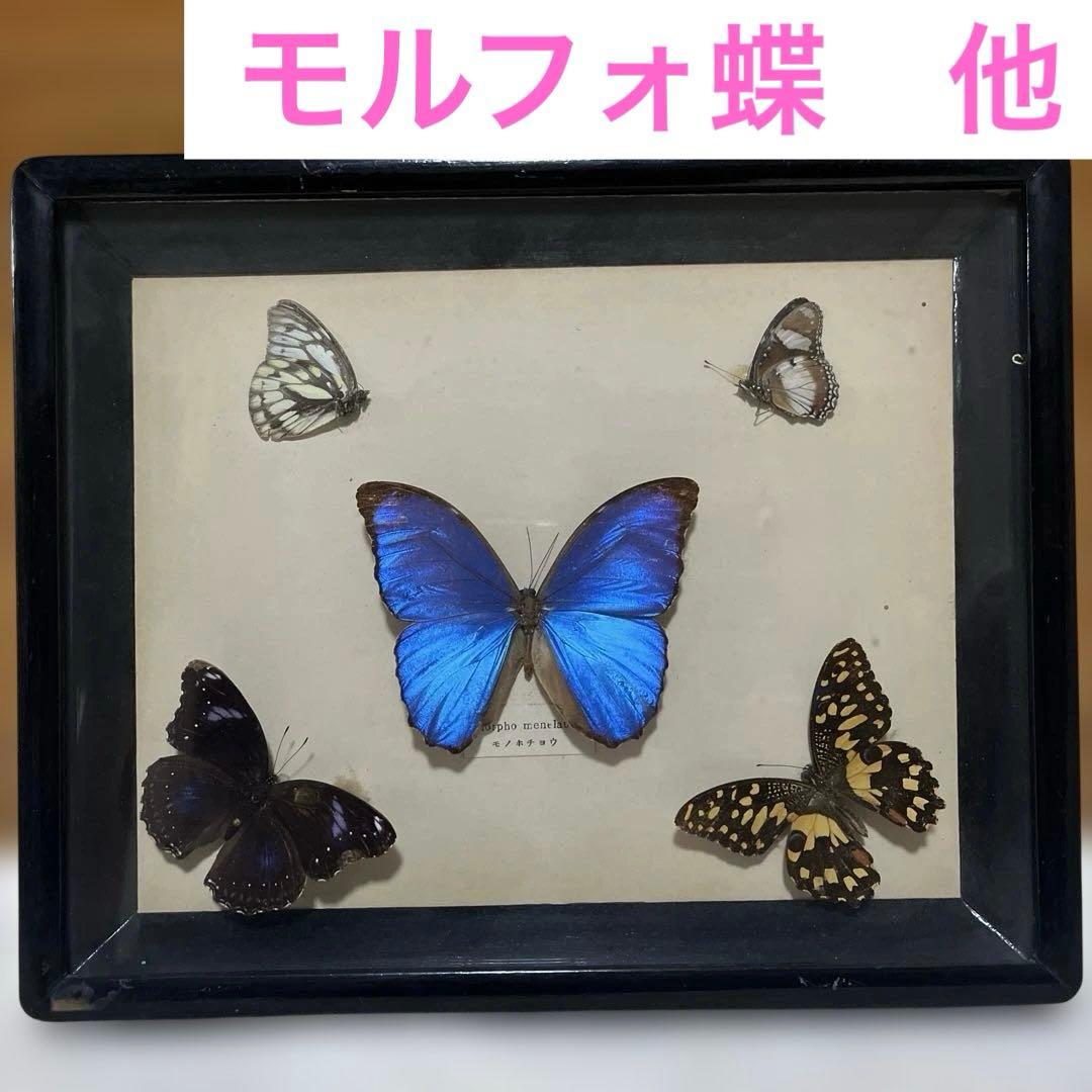 レトロ　モルフォ蝶他標本