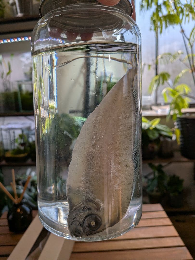 【激レア深海魚】フリソデウオ 液浸標本