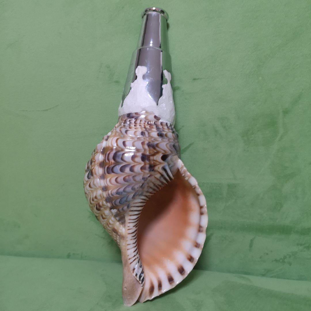 法螺貝　ホラ貝　クリスマス　プレゼント