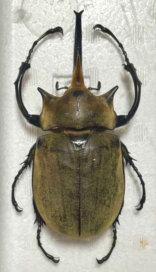 野外品　イイジマゾウカブト　標本