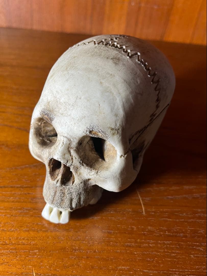 髑髏　骸骨　スカル　野晒し　陶器　昭和　骨董　アンティーク　ビンテージ　中