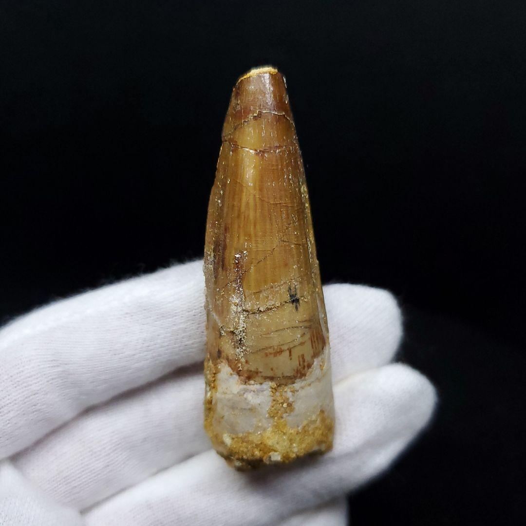 スピノサウルス 本物 モロッコ産 59.64mm ケース付き sp405