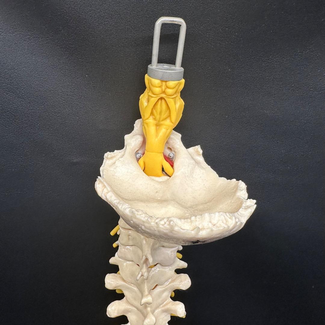 ♡※後右棚c1001 somso 脊柱模型 人体模型 人体骨格模型 約80cm