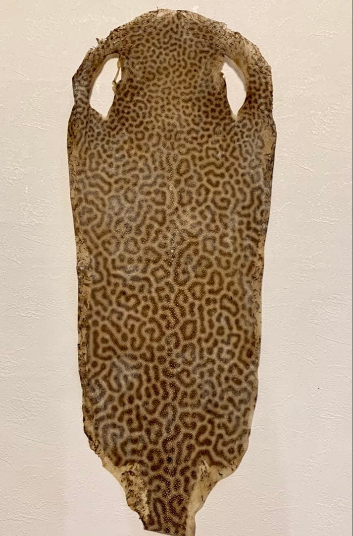 鮫皮　刀剣用　虎鮫13