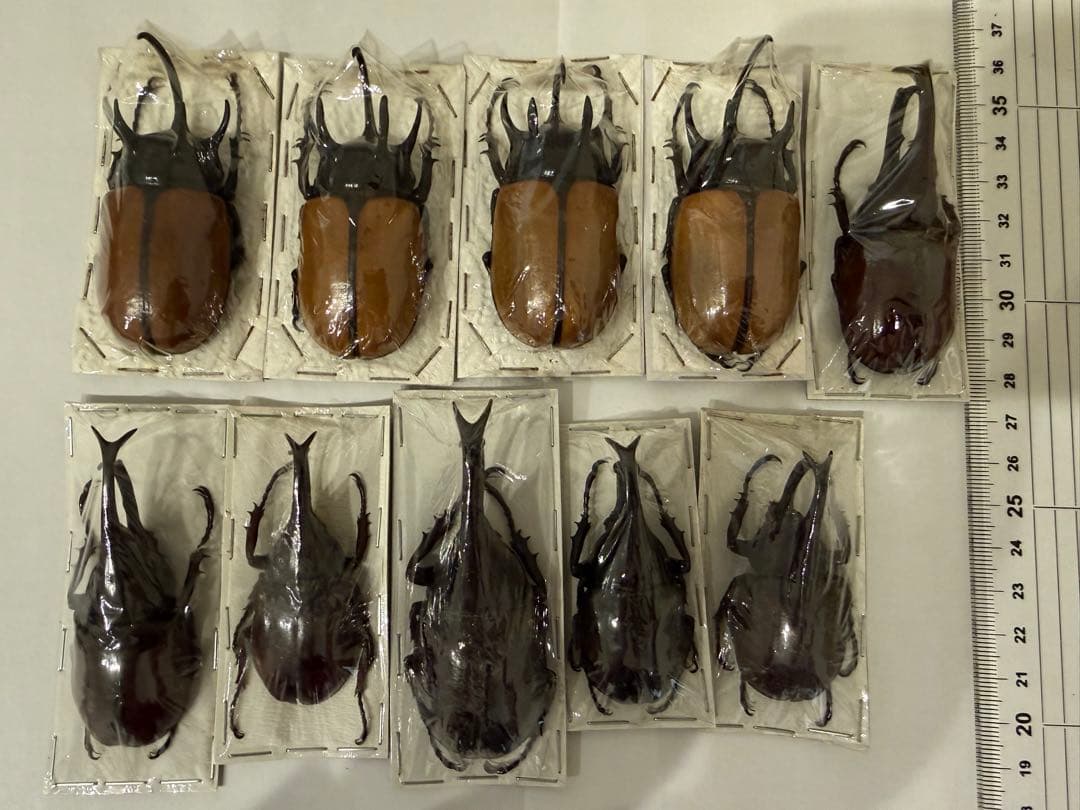 標本　ゴホンヅノカブト　ヒメカブト　未検品