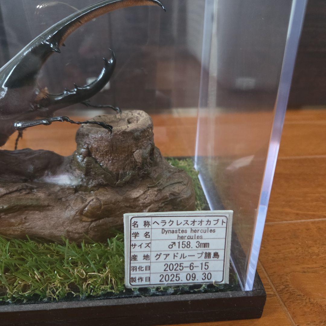 ヘラクレスオオカブト 標本 158.3mm　ジオラマ