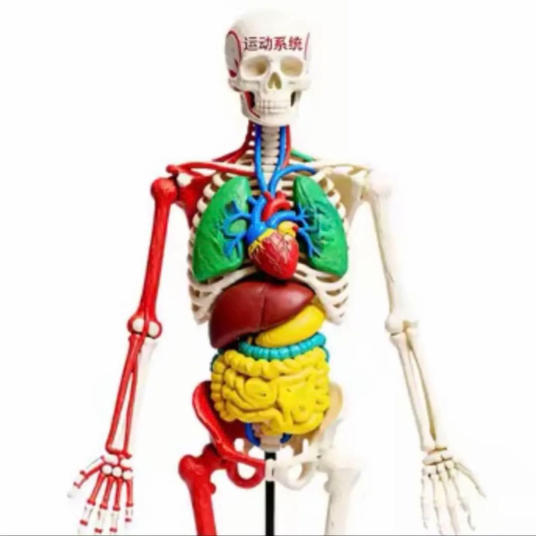 カラフルな人体模型 1/2スケール