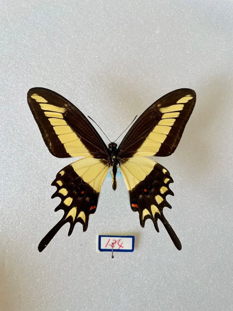 パピリオ・ラマルケイ（1オス・ボリビア）