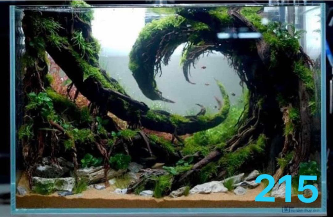 TTD 2156【⭐︎ 竹下勉様⭐︎】【美品・数量限定】