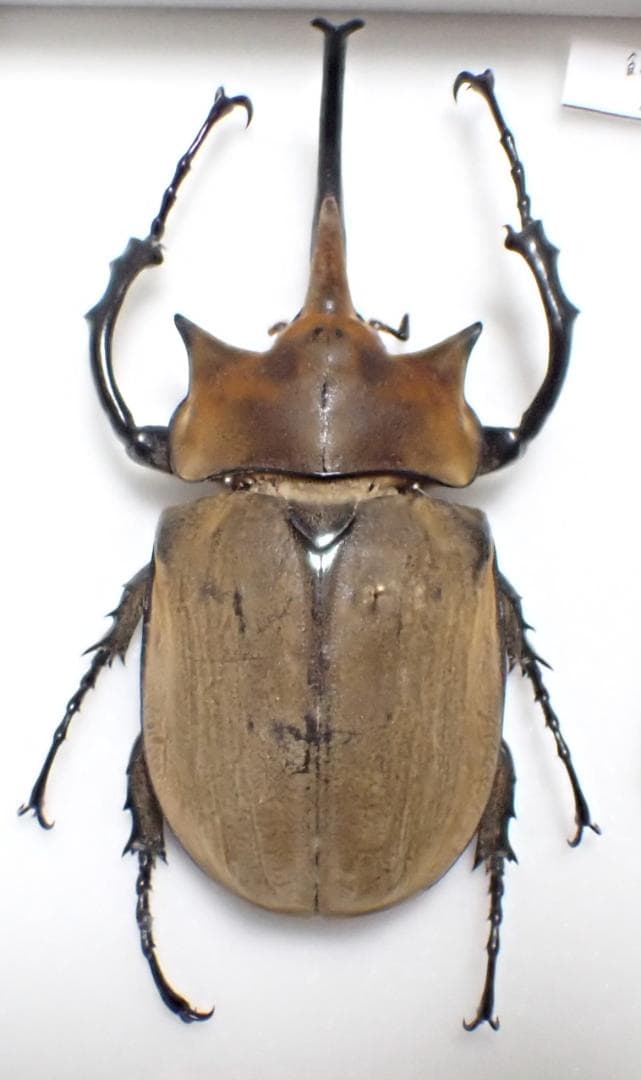 特大　エレファスゾウカブト　標本　野外品