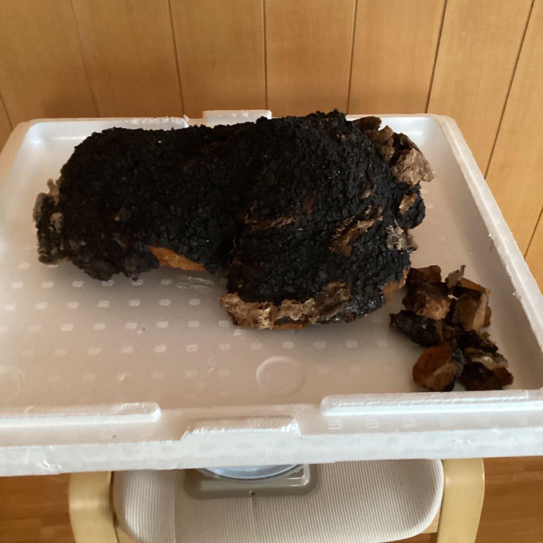 カバノアナタケ、2キロ