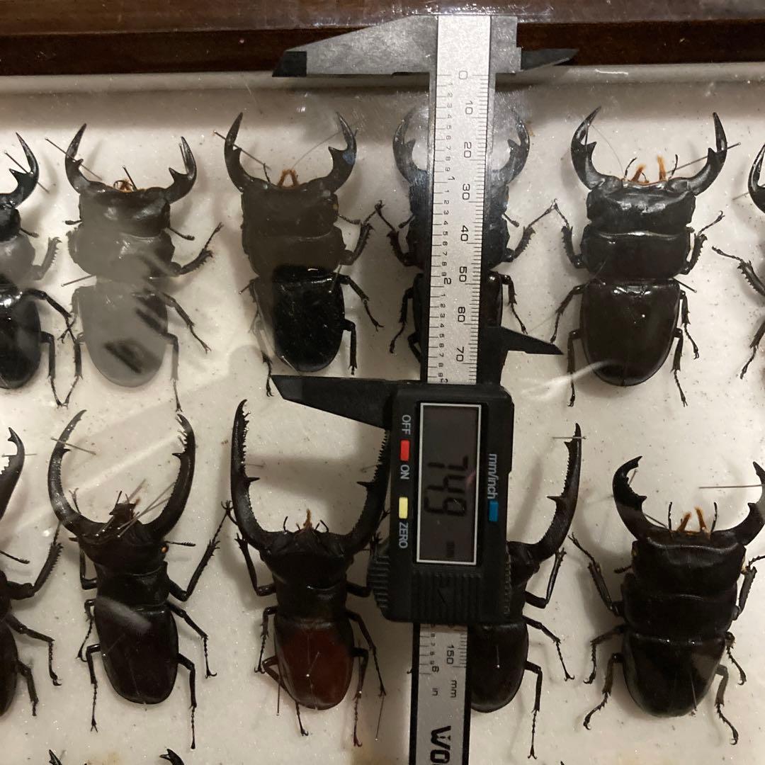 750mmオーバー1000mm世界のクワガタオオクワガタヒラタクワガタなど21頭