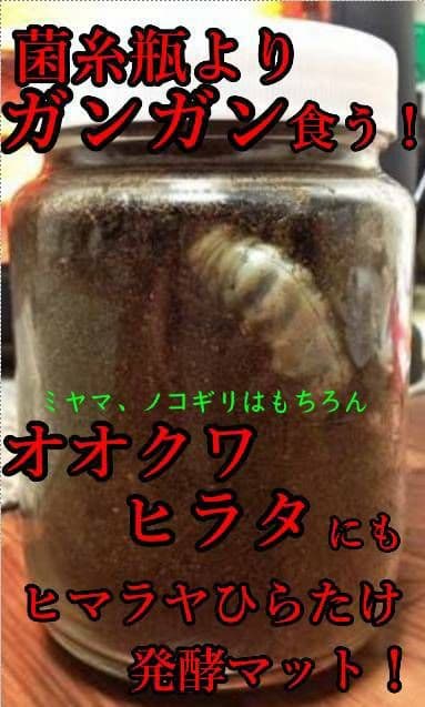幼虫が巨大化！ヒマラヤひらたけ発酵カブトムシマット☆100リットル　産卵にも抜群
