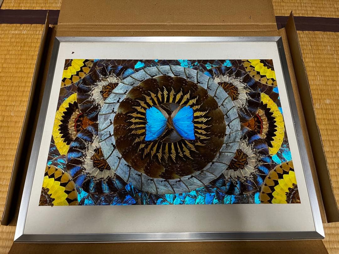 本日のみ　モルフォ蝶　蝶画 羽細工 羽絵 蝶羽アート　インテリア　芸術