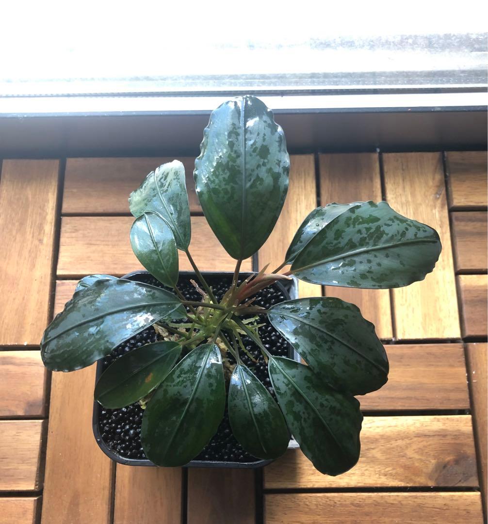 陰性水草の王様的存在【ブセファランドラ】キングアスマラ