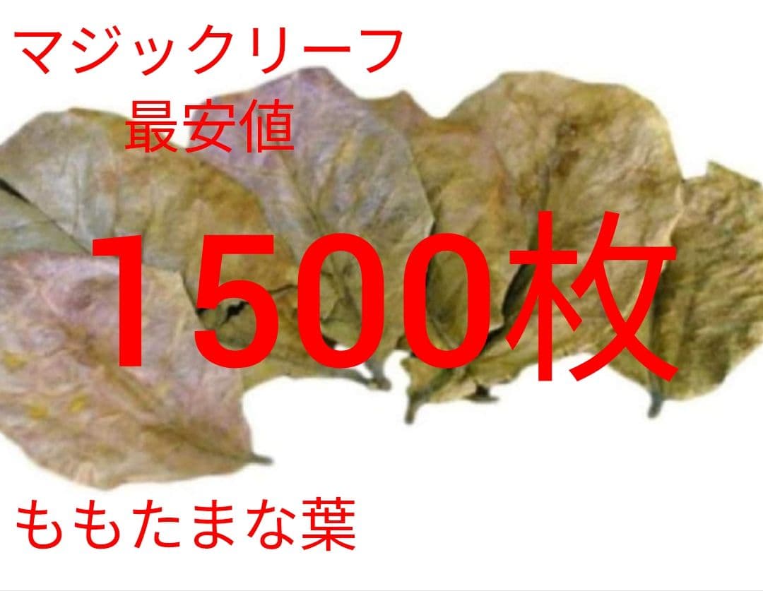 大小様々　無農薬マジックリーフ　天然ももたまな葉　1500　枚