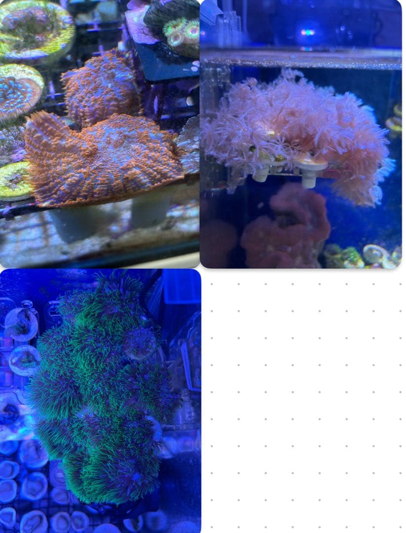 3点セット（ウミアザミ、スタポ　ロング、ディスク（オレンジ））